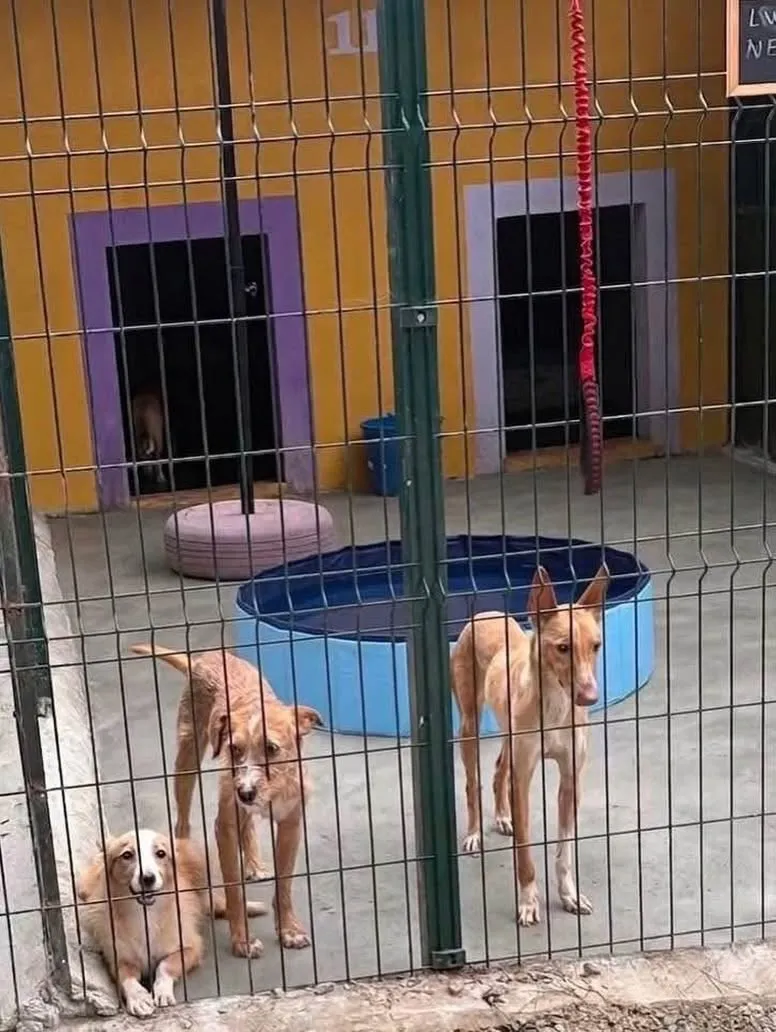 Três cães num dos parques do Abrigo do Simba