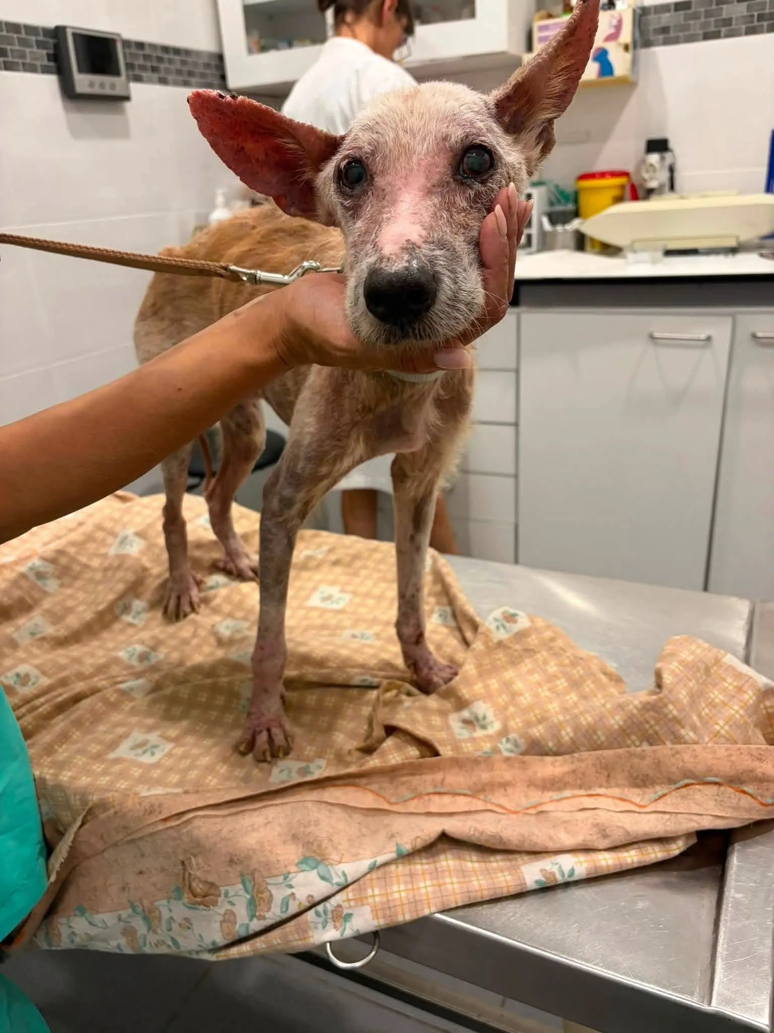 O Torrão na marquesa do veterinário, com a cabeça amparada por uma mão