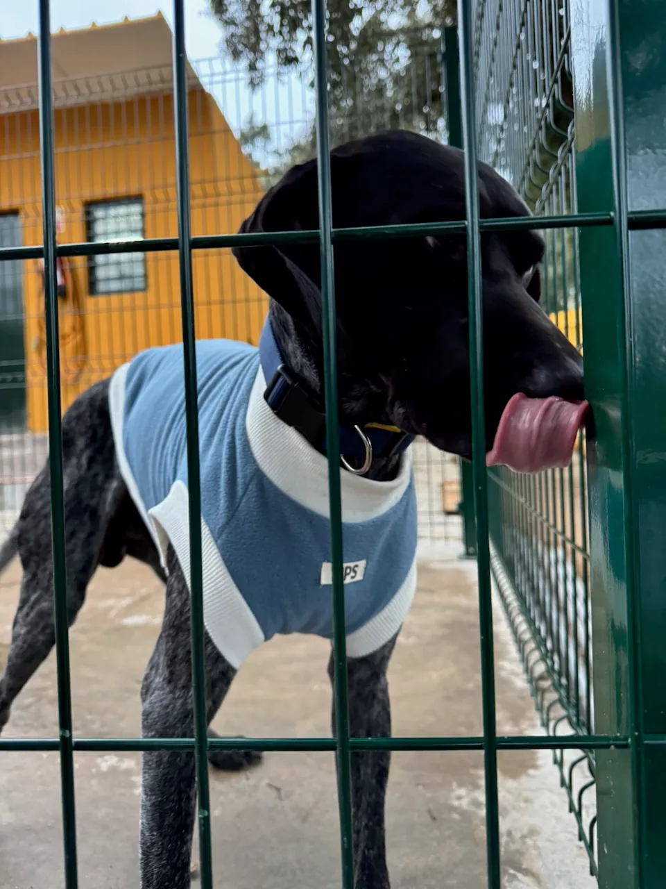 Cão alojado no Abrigo do Simba